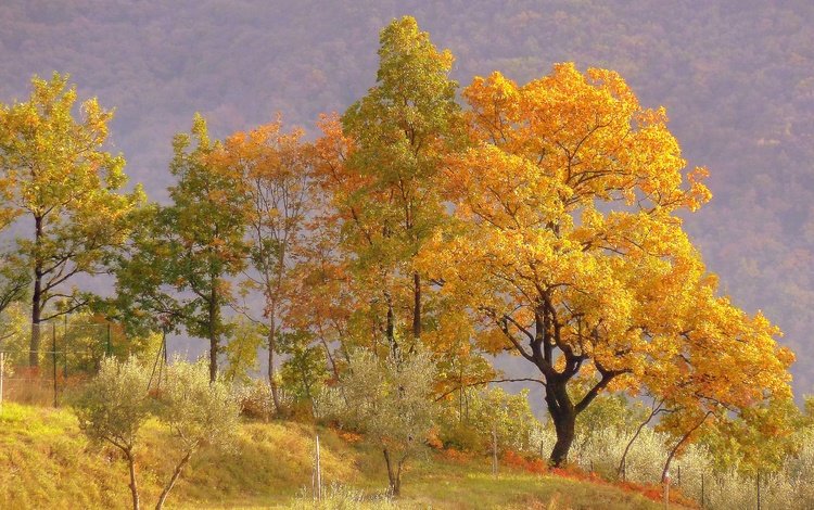 деревья, холмы, пейзаж, осень, trees, hills, landscape, autumn