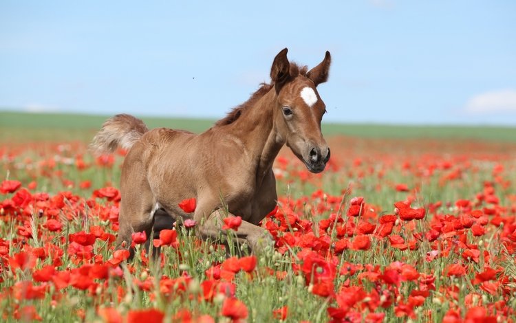 небо, цветы, лошадь, поле, лето, маки, коричневый, жеребенок, the sky, flowers, horse, field, summer, maki, brown, foal