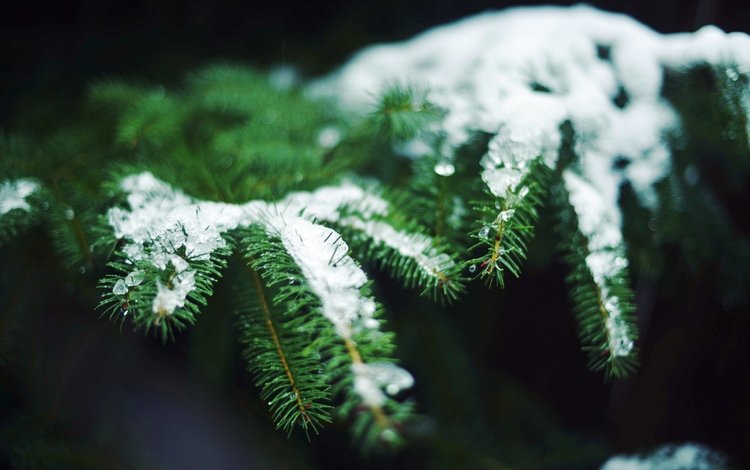 снег, хвоя, зима, ветки, иголки, snow, needles, winter, branches