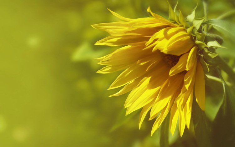 природа, фон, подсолнух, nature, background, sunflower