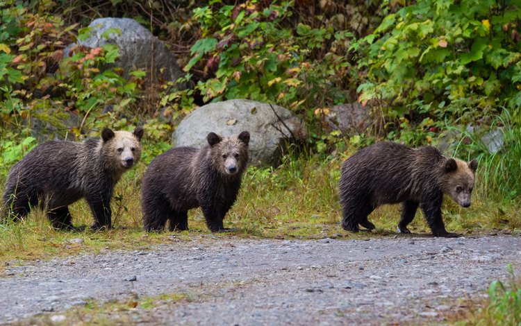 природа, медведь, прогулка, медведи, бурый медведь, nature, bear, walk, bears, brown bear