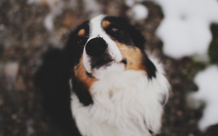 снег, зима, мордочка, взгляд, собака, нос, бернский зенненхунд, бернский зенненхуд, snow, winter, muzzle, look, dog, nose, bernese mountain dog, berne sennenhund