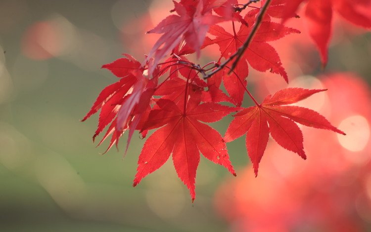листья, осень, красный, клен, leaves, autumn, red, maple