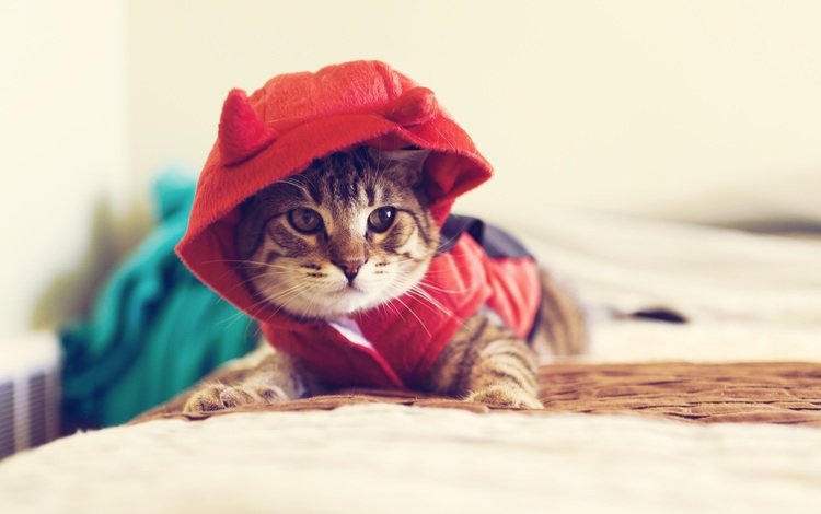 кот, кошка, взгляд, одежда, капюшон, одежда для кошек, cat, look, clothing, hood, clothing for cats