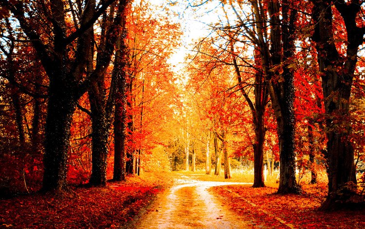 дорога, деревья, пейзаж, осень, road, trees, landscape, autumn