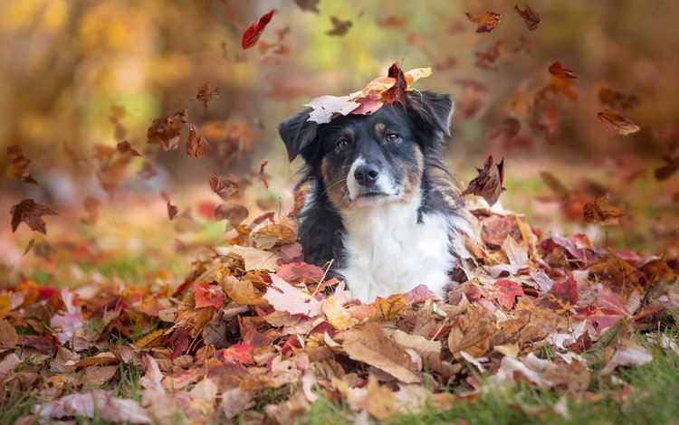 листья, взгляд, осень, собака, листопад, австралийская овчарка, аусси, leaves, look, autumn, dog, falling leaves, australian shepherd, aussie