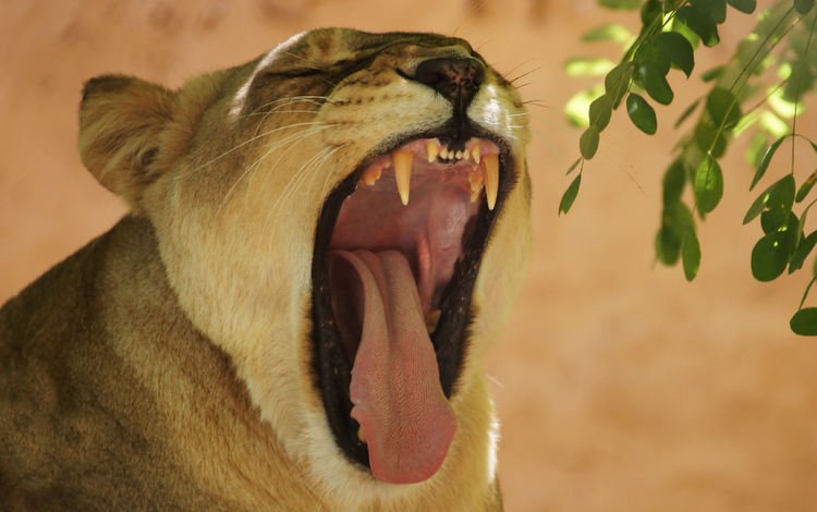 зубы, лев, язык, пасть, львица, зевает, teeth, leo, language, mouth, lioness, yawns
