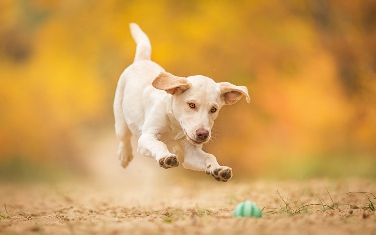 собака, прыжок, щенок, игра, мячик, dog, jump, puppy, the game, the ball