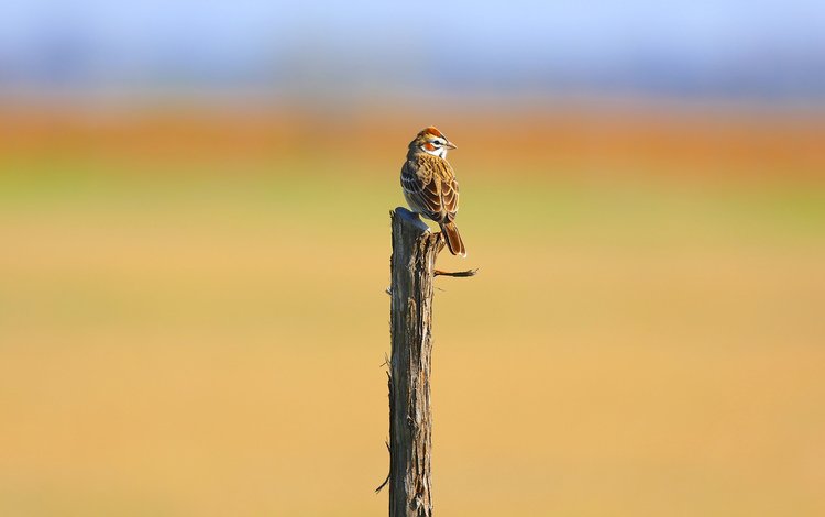 птица, воробей, деревянный столб, bird, sparrow, wood post