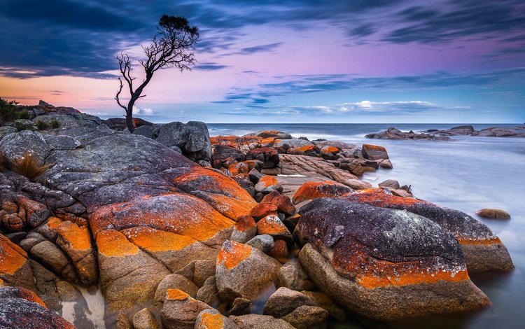 дерево, камни, берег, закат, море, австралия, тасмания, tree, stones, shore, sunset, sea, australia, tasmania