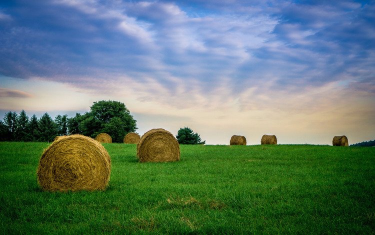 небо, трава, облака, поле, сено, тюки, фермы, рулоны, the sky, grass, clouds, field, hay, bales, farm, rolls
