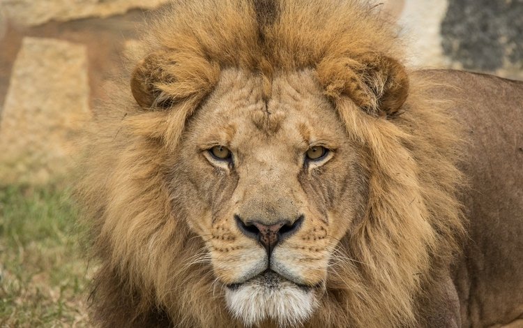 взгляд, хищник, лев, царь зверей, look, predator, leo, the king of beasts