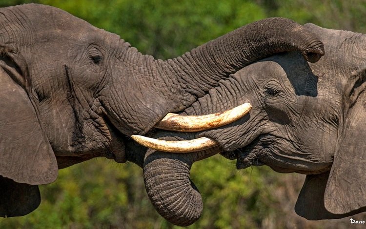 пара, слоны, хобот, бивни, pair, elephants, trunk, tusks