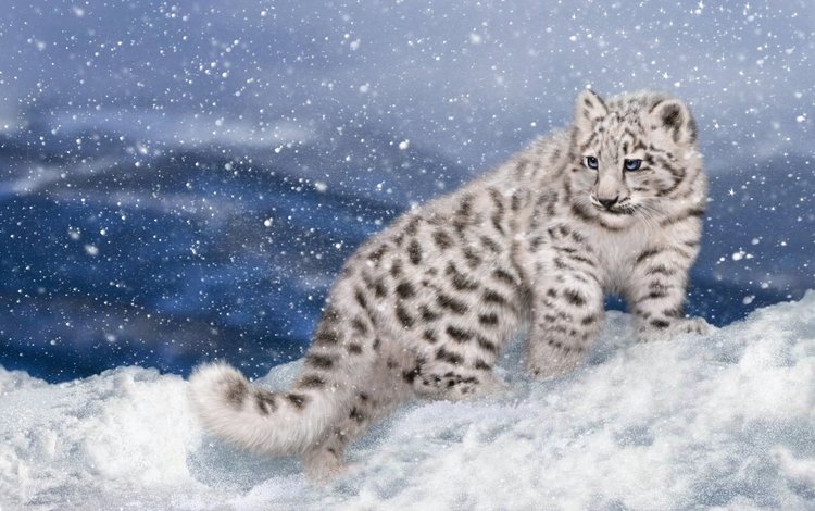 арт, снег, зима, котенок, снежный барс, ирбис, art, snow, winter, kitty, snow leopard, irbis