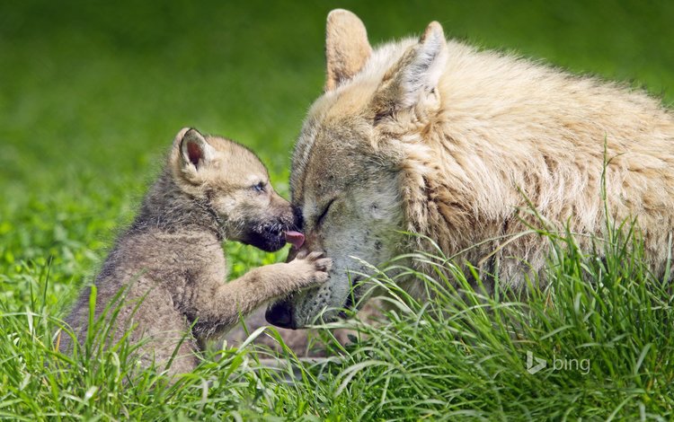 трава, природа, волки, волчица, волчонок, grass, nature, wolves, wolf, the cub
