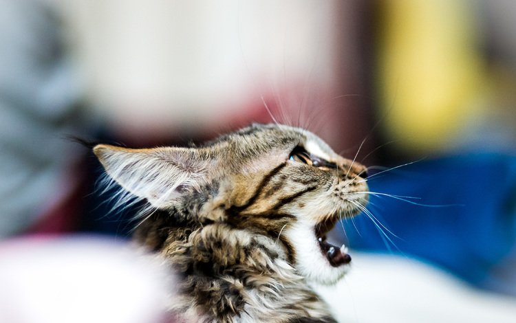 кошка, котенок, размытость, зевает, мейн-кун, cat, kitty, blur, yawns, maine coon