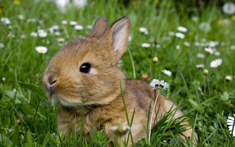 цветы, трава, лето, поляна, ромашки, кролик, животное, грызун, flowers, grass, summer, glade, chamomile, rabbit, animal, rodent