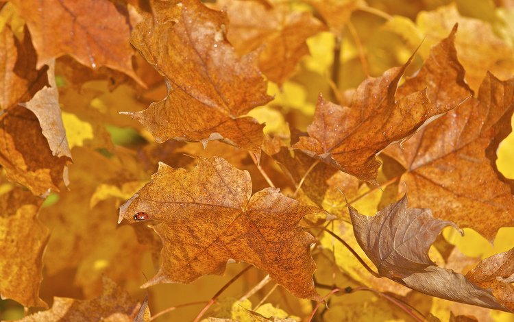 листья, макро, насекомое, краски, осень, божья коровка, leaves, macro, insect, paint, autumn, ladybug