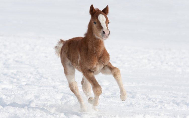 лошадь, снег, зима, поле, коричневый, жеребенок, horse, snow, winter, field, brown, foal