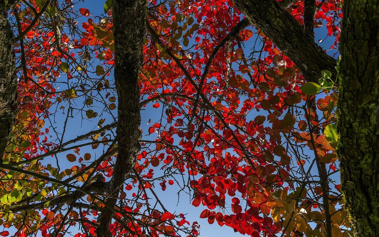 небо, дерево, листья, осень, ствол, багрянец, the sky, tree, leaves, autumn, trunk, the crimson