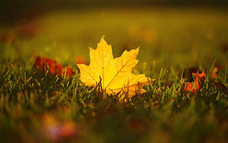 трава, макро, осень, лист, размытость, кленовый, grass, macro, autumn, sheet, blur, maple