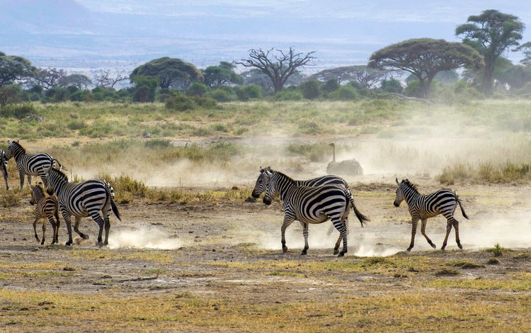 пейзаж, кусты, африка, пыль, саванна, зебры, страус, landscape, the bushes, africa, dust, savannah, zebra, ostrich