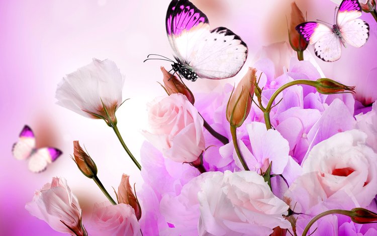 цветы, эустома, бутоны, розы, лепестки, крылья, насекомые, бабочки, коллаж, flowers, eustoma, buds, roses, petals, wings, insects, butterfly, collage