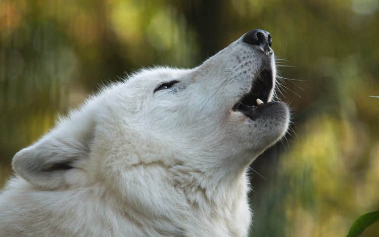 морда, белый, волк, гудзонский волк, face, white, wolf, wolf hudson