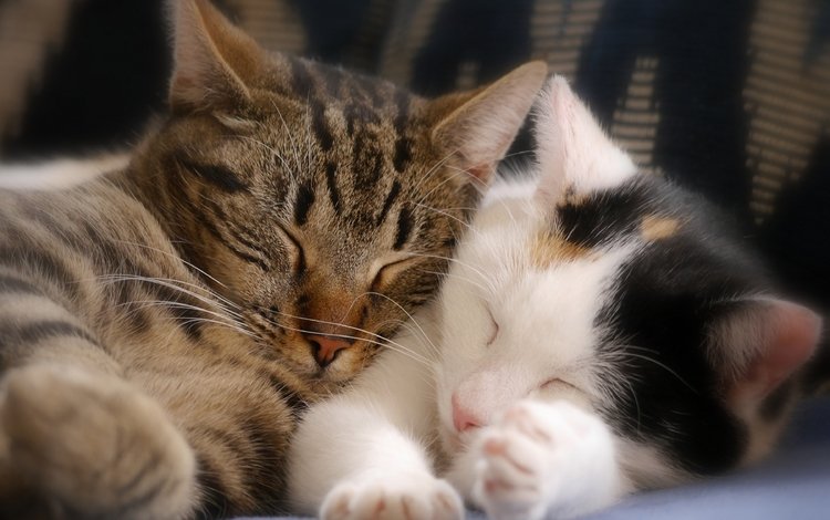сон, парочка, кошки, котята, спящие котята, sleep, a couple, cats, kittens, sleeping kittens