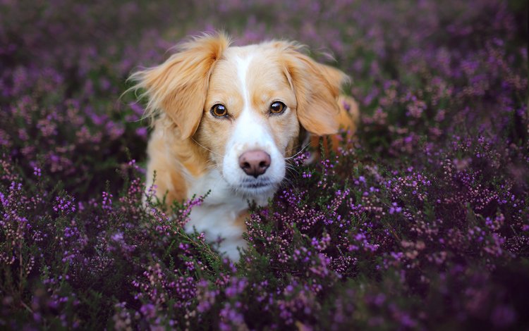цветы, пес, коикерхондье, природа, мордочка, поле, лаванда, взгляд, собака, животное, flowers, kooikerhondje, nature, muzzle, field, lavender, look, dog, animal