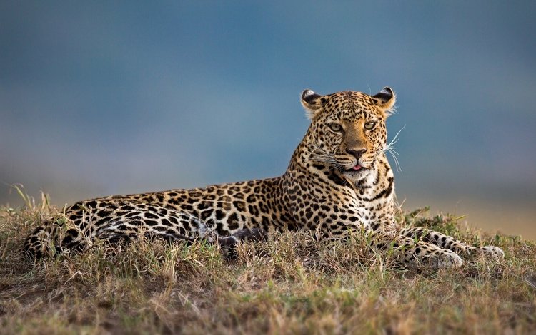 леопард, дикая кошка, leopard, wild cat
