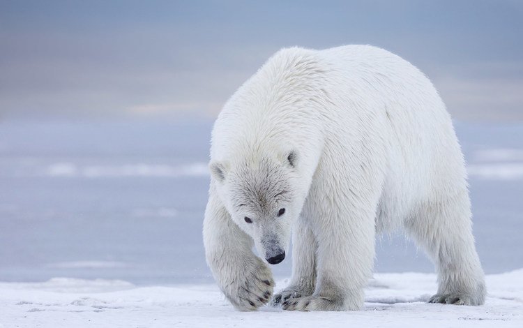 полярный медведь, медведь, белый медведь, аляска, polar bear, bear, alaska