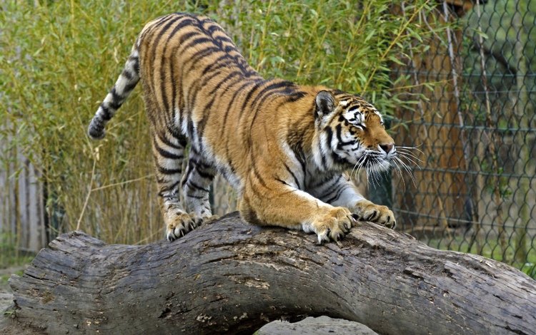 тигр, кошка, бревно, амурский, tiger, cat, log, amur