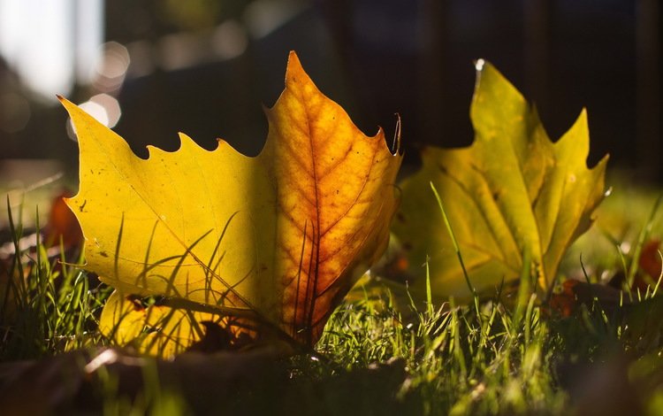 листья, макро, осень, leaves, macro, autumn