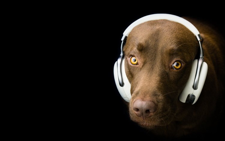 взгляд, собака, наушники, черный фон, друг, лабрадор, look, dog, headphones, black background, each, labrador