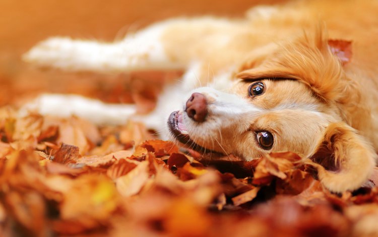 морда, листья, настроение, взгляд, осень, собака, face, leaves, mood, look, autumn, dog