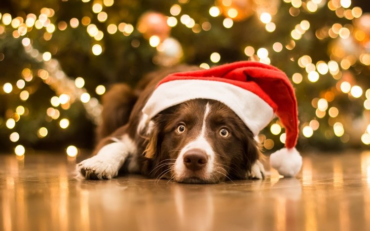 морда, новый год, взгляд, собака, рождество, колпак, face, new year, look, dog, christmas, cap