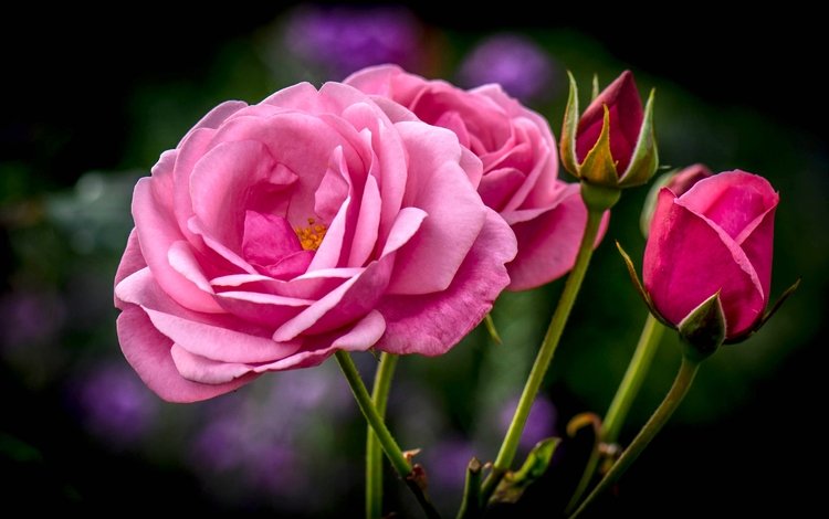 цветы, бутоны, розы, букет, розовые, flowers, buds, roses, bouquet, pink