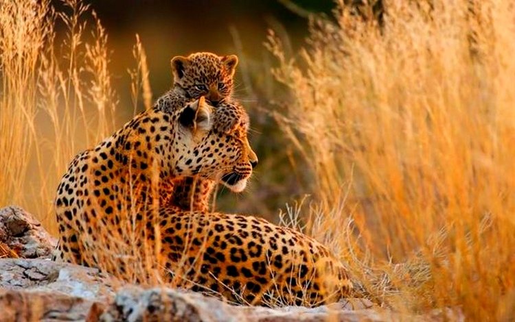 гепард, саванна, детеныш, мать, cheetah, savannah, cub, mother