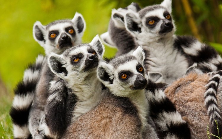 лемуры, лемур, приматы, семейство, кошачий лемур, катта, lemurs, lemur, primates, family, a ring-tailed lemur, katta