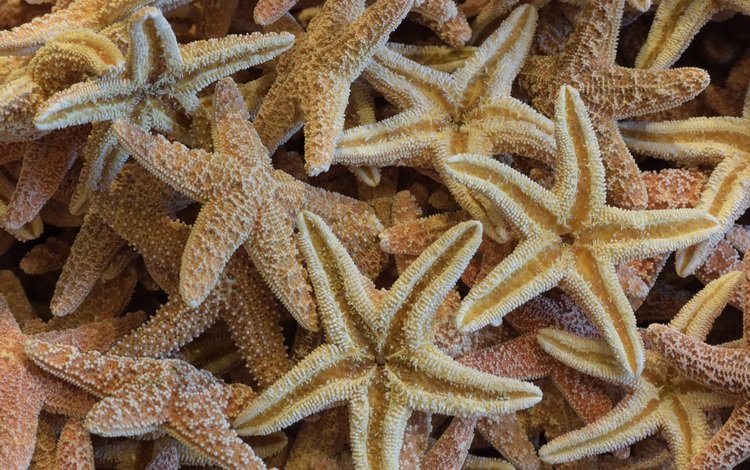 текстура, морские звезды, texture, starfish