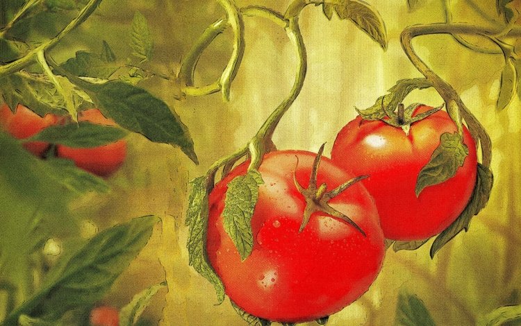 овощи, живопись, помидоры, vegetables, painting, tomatoes