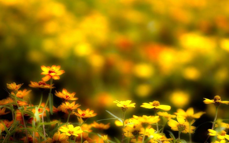 цветы, макро, поле, лепестки, размытость, луг, желтые, flowers, macro, field, petals, blur, meadow, yellow
