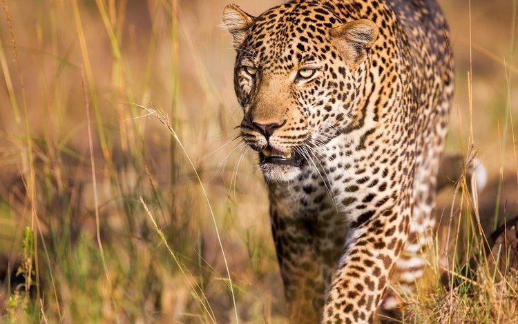 леопард, хищник, дикая кошка, leopard, predator, wild cat