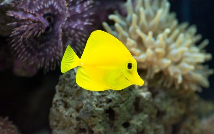 макро, под водой, аквариум, рыбка, жёлтая, рыба, подводный мир, яркая, macro, under water, aquarium, fish, yellow, underwater world, bright