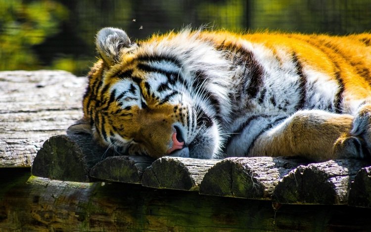 тигр, морда, сон, хищник, отдых, зоопарк, дикая кошка, tiger, face, sleep, predator, stay, zoo, wild cat