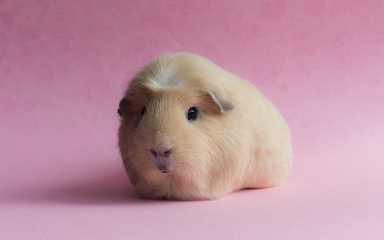 фон, розовый, морская свинка, background, pink, guinea pig