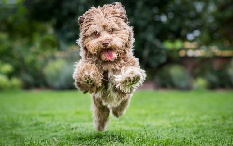 настроение, собака, радость, прыжок, бег, лужайка, терьер, mood, dog, joy, jump, running, lawn, terrier