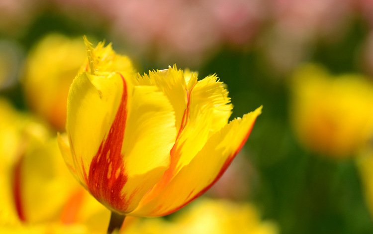 цветы, макро, лепестки, весна, тюльпаны, flowers, macro, petals, spring, tulips