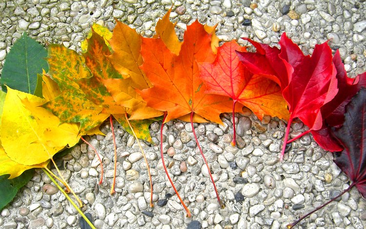 камни, листья, осень, радуга, клен, stones, leaves, autumn, rainbow, maple